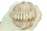 Enrolled Kainops Trilobite - Black Cat Mountain, Oklahoma #362990-2